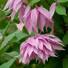 Клематис (княжик) Перпл Дрим (Purple Dream) usp25-90 - фото 32185