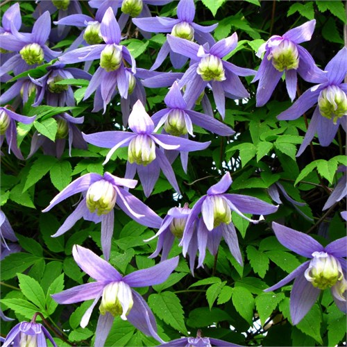 Клематис (княжик) альпийский Альпина (Alpina) 25428 - фото 32186