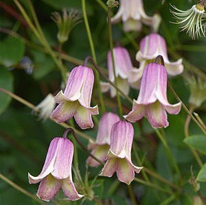 Клематис (княжик) Фэй (Fay) 25432 - фото 32190