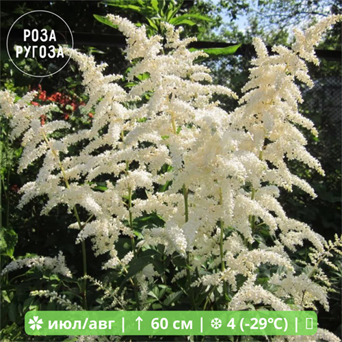 Астильба Эваланш (Avalanche) 25437 - фото 32198