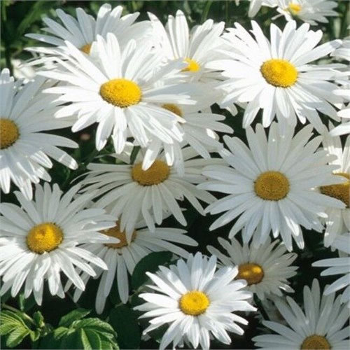 Нивяник великолепный Аляска (Alaska) 25438 - фото 32199