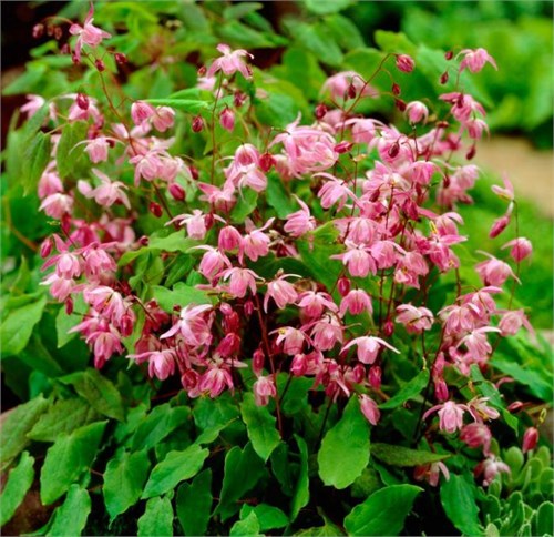 Горянка Красная (Epimedium rubrum) 25439 - фото 32200