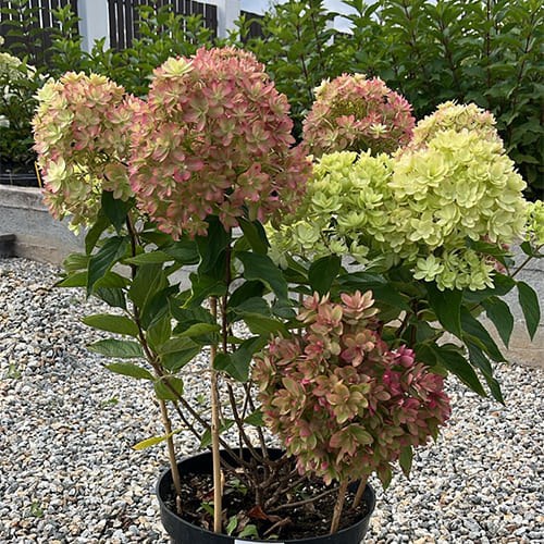 Гортензия петельчатая Мечта Лескова 25441 - фото 32217