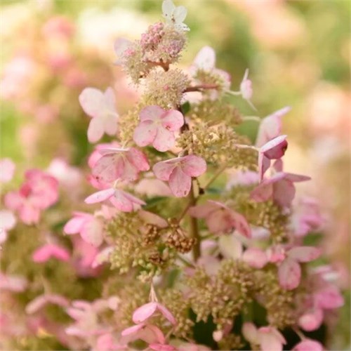 Гортензия метельчатая Мартинваст (Martinvast) 25444