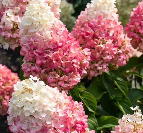 Гортензия метельчатая Пинки Промис (Pinky Promise) 25445