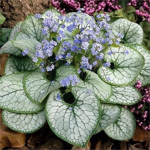 Бруннера крупнолистная Сильвер Харт (Silver Heart) usp25-3