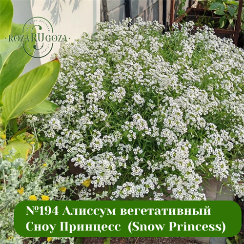 №44 Алиссум вегетативный Сноу Принцесс  (Snow Princess) 16626-2