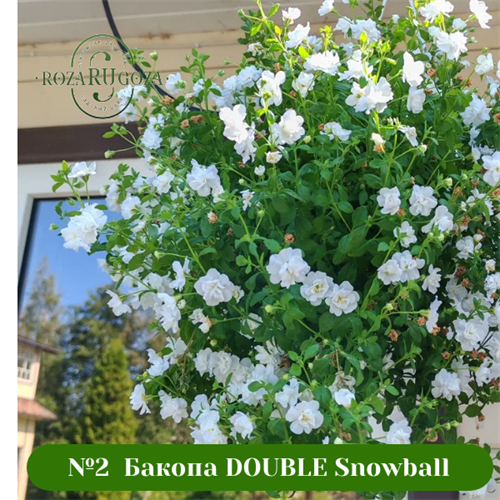 №2 	Бакопа DOUBLE Snowball 1003