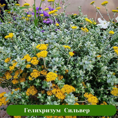 ГЕЛИХРИЗУМ SILVER 16636
