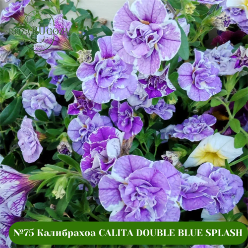 №75  Калибрахоа CALITA DOUBLE BLUE SPLASH 75/19256