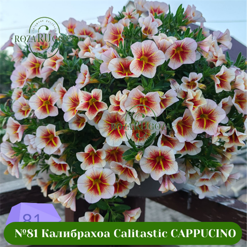 №81 КАЛИБРАХОА CALITASTIC CAPPUCINO 23710