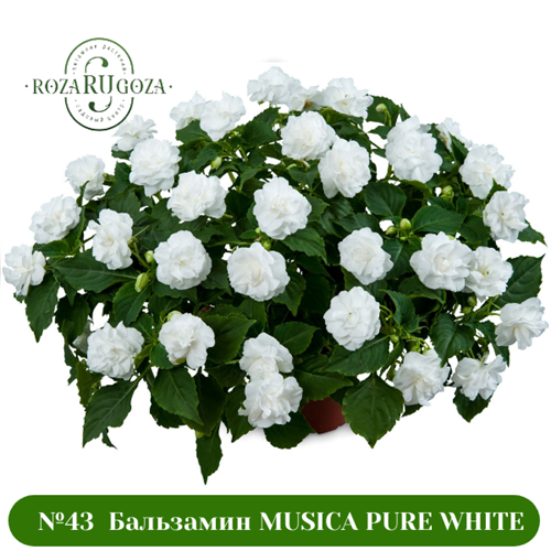 №43  Бальзамин MUSICA PURE WHITE 434324