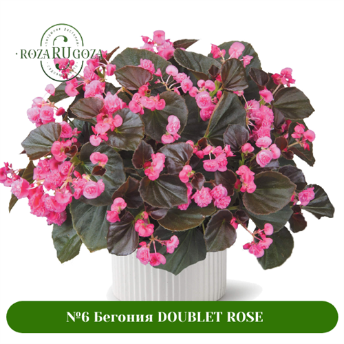 №6 Бегония DOUBLET ROSE 25453
