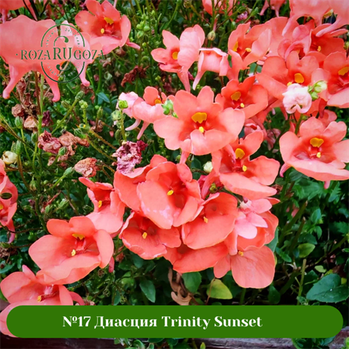 №17 Диасция Trinity Sunset 171724