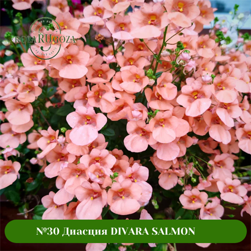 №28 Диасция DIVARA GIGA SALMON 28/1822