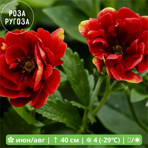 Лапчатка гибридная Фламбо (Flambeau) usp25-32