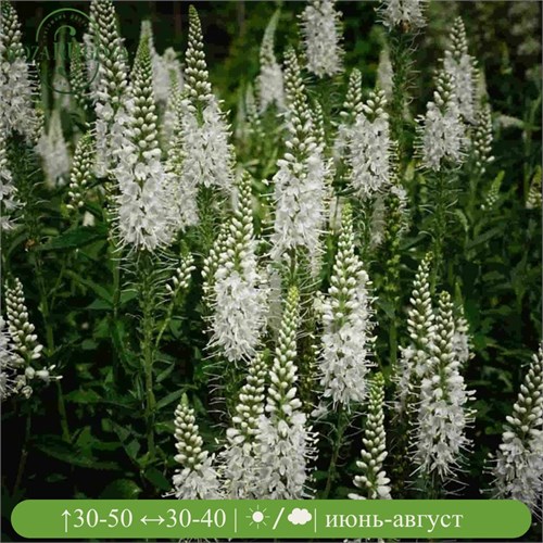 Вероника колосковая Альба (Alba) usp25-8