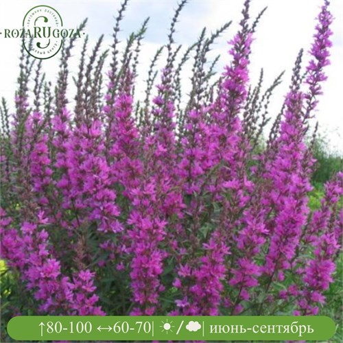 Дербенник иволистный Свирл (Swirl) usp25-21