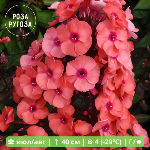 Флокс метельчатый Юник Оранж  (Younique Orange) usp25-52