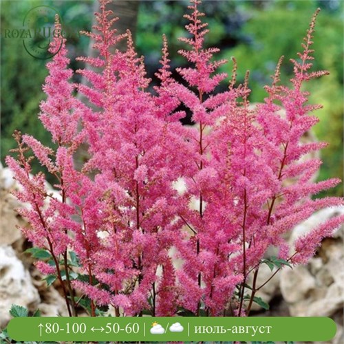 Астильба Арендса Аметист (Arendsii Amethyst) 25436