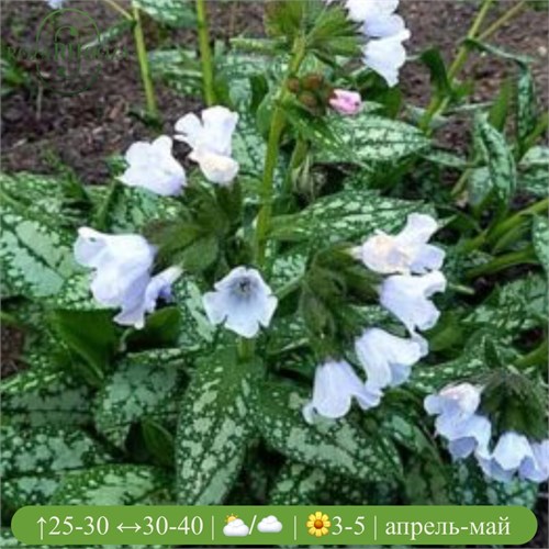 Медуница гибридная Миссис Киттл (Mrs Kittle) usp25-36