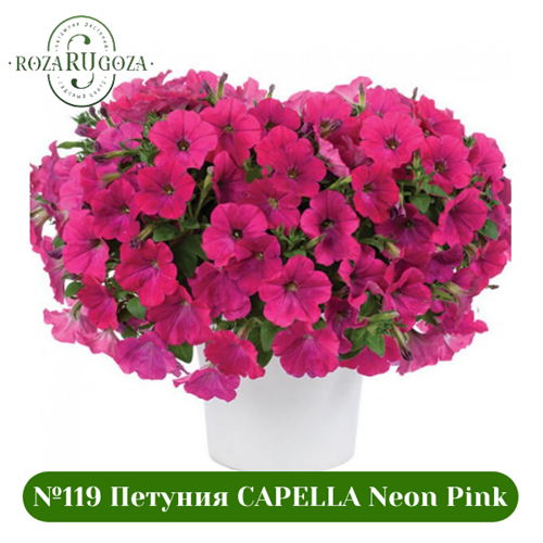 №119 Петуния CAPELLA Neon Pink 3208