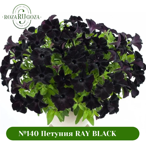 №140 Петуния RAY BLACK 32253
