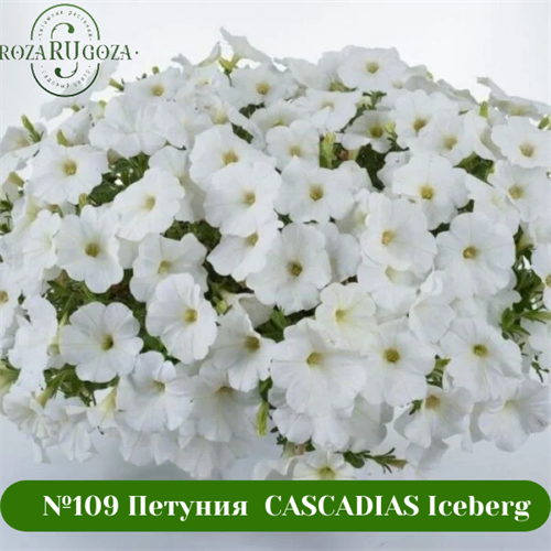 №109 Петуния  CASCADIAS Iceberg 32237