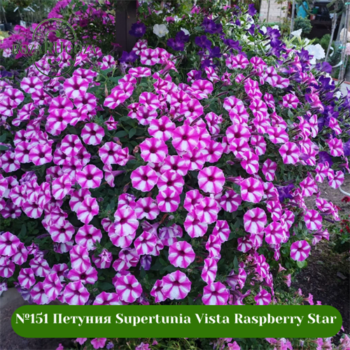 №151 Петуния Supertunia Vista Raspberry Star 151