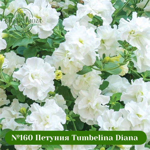 №160 Петуния вегетативная Tumbelina Diana 160/3276