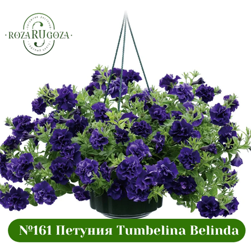№161 Петуния вегетативная Tumbelina Belinda 161/3274