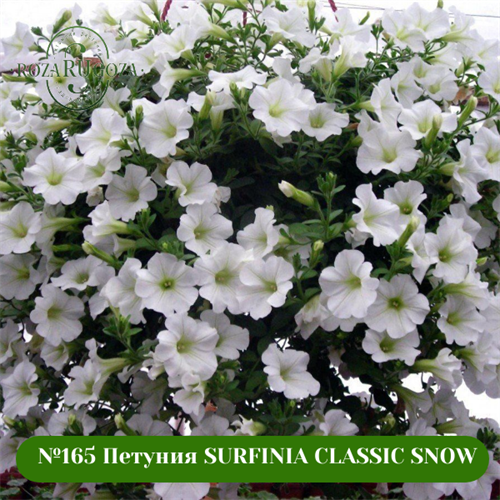 №165 Петуния SURFINIA CLASSIC SNOW 165/3250