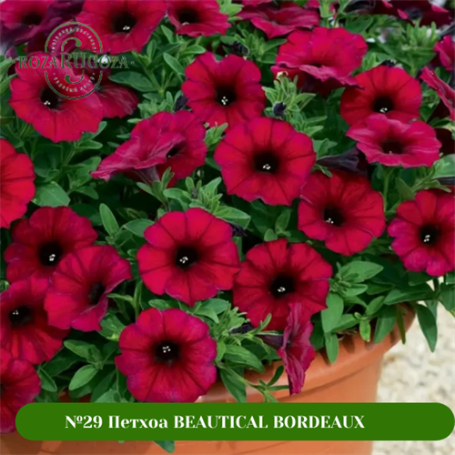 №29 Петхоа  BEAUTICAL BORDEAUX 292924
