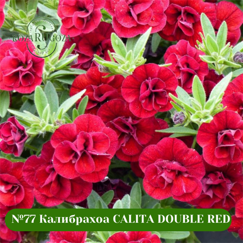 №77 Калибрахоа CALITA DOUBLE RED 77/19257