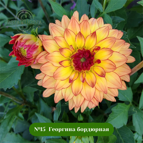 №15 Георгина бордюрная 18017