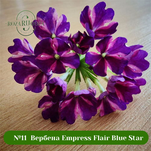№11 Вербена Empress Flair Blue Star 11112