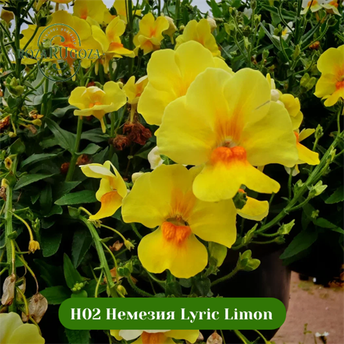 H02 Немезия Lyric Limon 23608