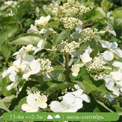 Гортензия метельчатая Левана (Levana) go25-7