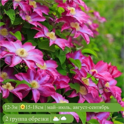 Клематис Какио Пинк Шампань (Kakio Pink Champagne) usp25-65