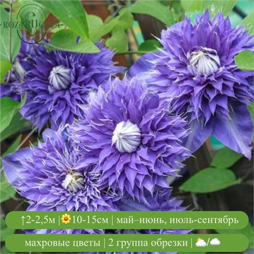 Клематис Мульти Блю (Multi Blue) usp25-68