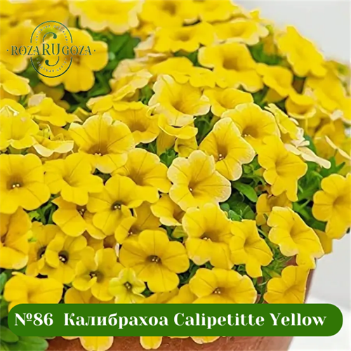 №86  Калибрахоа Calipetitte Yellow 86/202