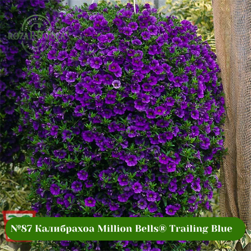 №87 Калибрахоа Million Bells® Trailing Blue 87/201