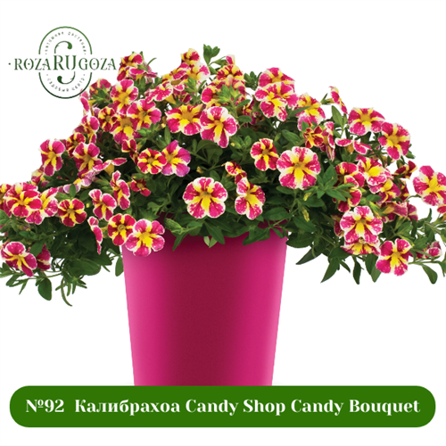 №92  Калибрахоа Candy Shop Candy Bouquet 92/283