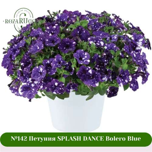 №142 Петуния SPLASH DANCE Bolero Blue 142/25583