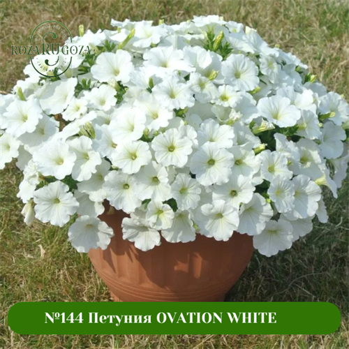 №144 Петуния OVATION WHITE 144/32450