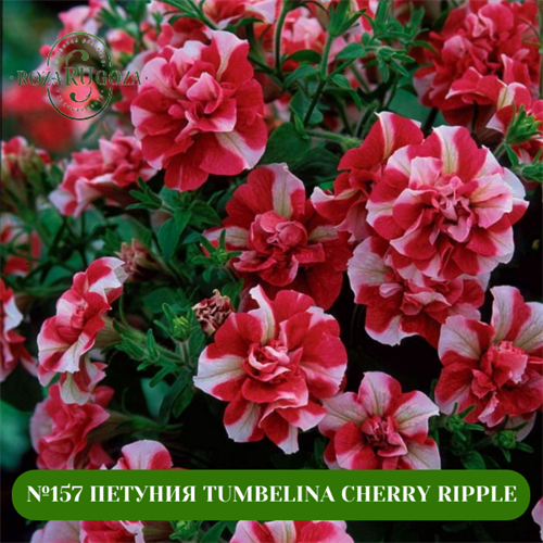 №157 ПЕТУНИЯ TUMBELINA CHERRY RIPPLE 157/25586