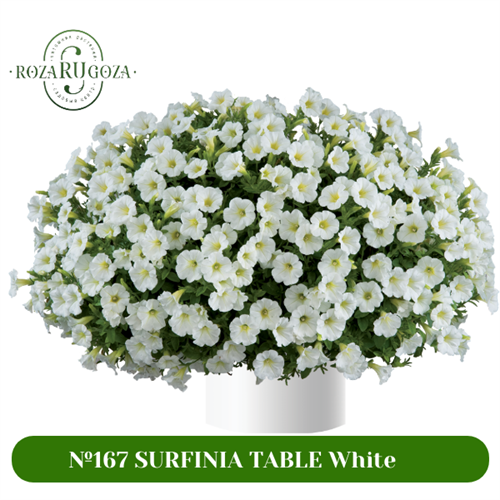 №167 SURFINIA TABLE White 167/3249