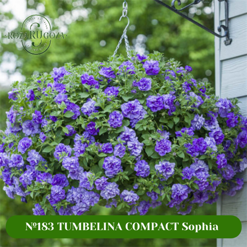 №183 TUMBELINA COMPACT Sophia 183/32101