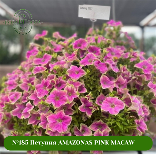 №185 Петуния AMAZONAS PINK MACAW 185/324