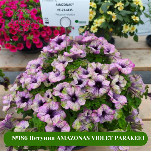 №186 Петуния AMAZONAS VIOLET PARAKEET 186/312
